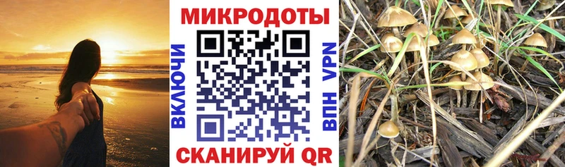 Галлюциногенные грибы Psilocybe  Высоковск 